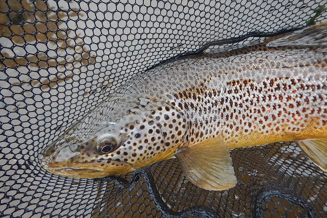 Private Lake and River Fishing Tour from Reykjavik - What the $768.94 price really covers