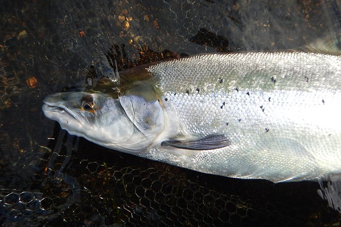 Private Lake and River Fishing Tour from Reykjavik - How the day compares with a regular Golden Circle tour