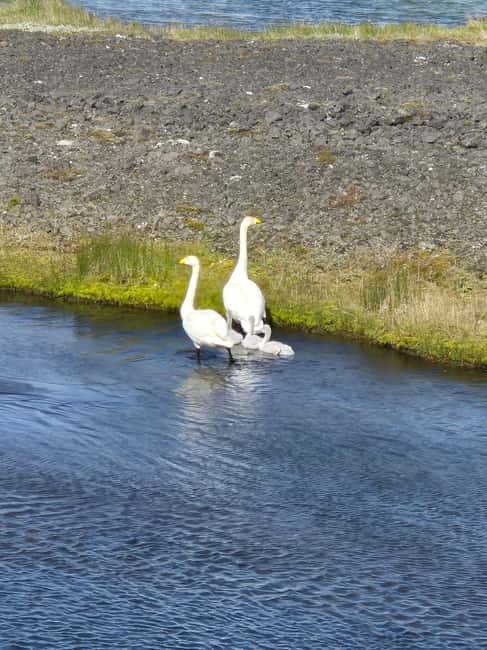 Private Reykjanes Tour w. Pick up at Keflavik Int. Airport - The Bridge Between Continents