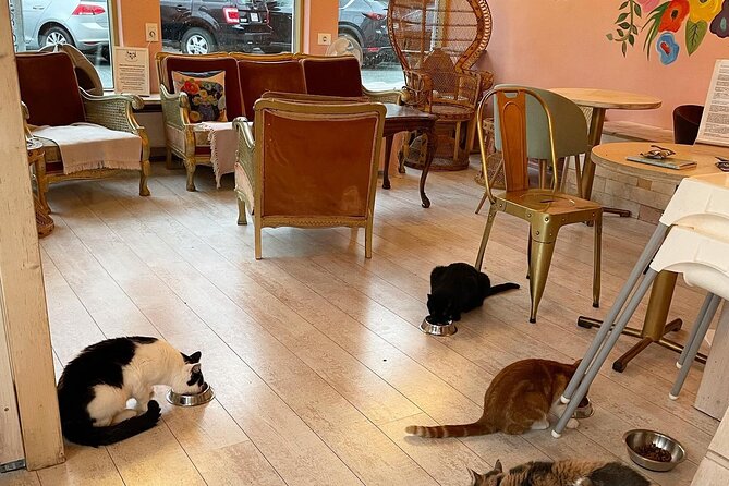 Private Reykjavik Cat Walking Tour - The Heart of Reykjavík and Laugavegur