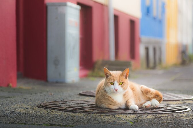 Private Reykjavik Cat Walking Tour - Penninn Eymundsson and the Christmas Cat