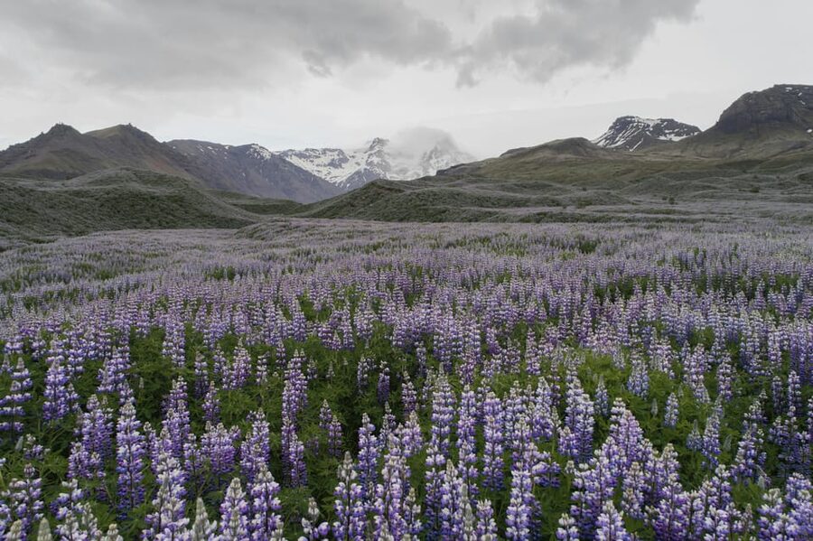 Private Tour to Landmannalaugar. Explore the Highlands - What the strongest praise tells you