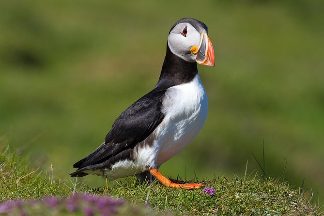 Puffin and Volcano Tour with Ebbi - Key reasons this Heimaey tour is worth considering