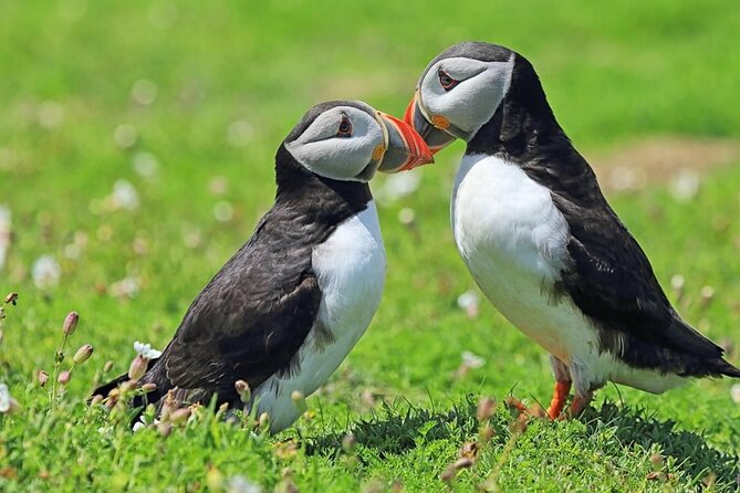 Puffin and Volcano Tour with Ebbi - The Viking Town and the first settlers
