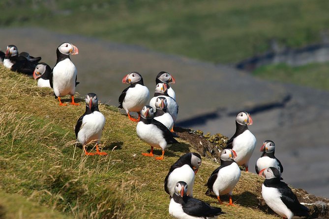 Puffin and Volcano Tour with Ebbi - Elephant Rock and the island’s dramatic coast