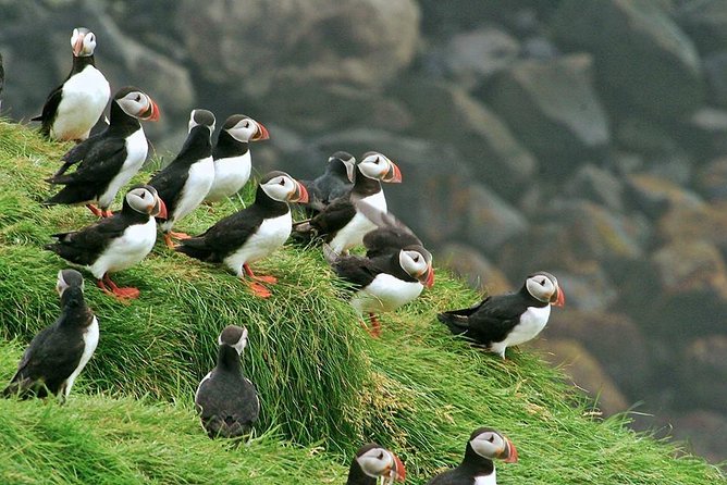 Puffin and Volcano Tour with Ebbi - Stórhöfði, Europe’s windiest place