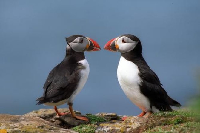 Puffin Cruise with Expert Tour Guide from Reykjavik - Key points to know before you book