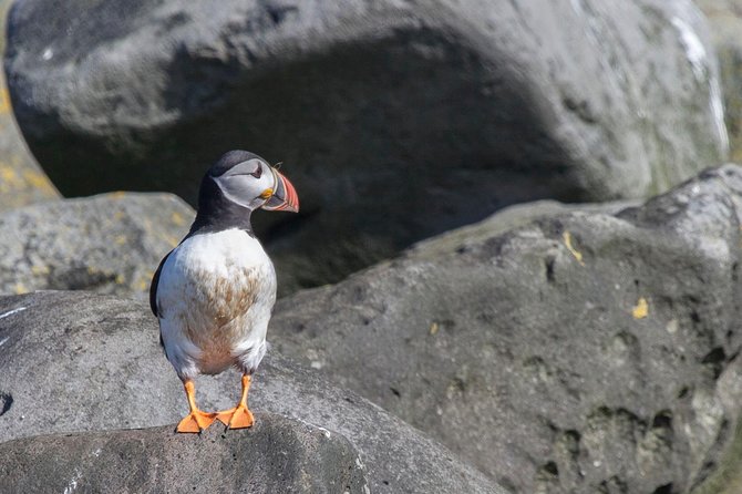 Puffin Cruise with Expert Tour Guide from Reykjavik - The boat, viewing areas, and photo problem