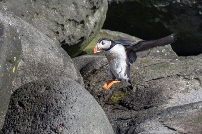 Puffin Cruise with Expert Tour Guide from Reykjavik - Weather, waves, and comfort on the water
