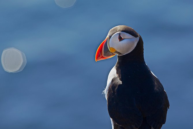 Puffin Cruise with Expert Tour Guide from Reykjavik - Is $63.96 a fair price?