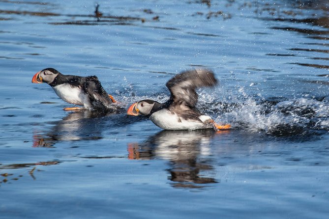 Puffin Cruise with Expert Tour Guide from Reykjavik - Who will enjoy this cruise most?