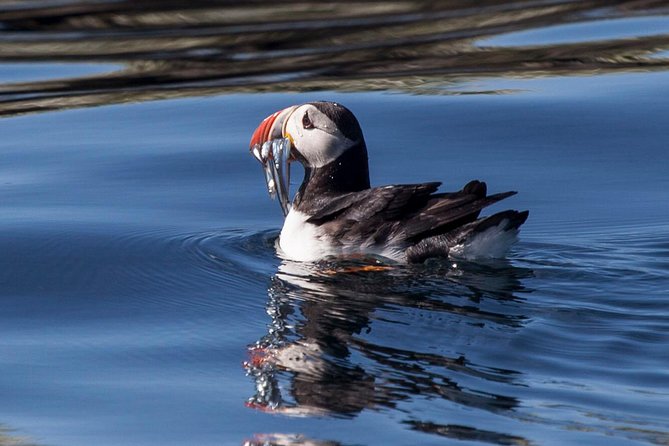 Puffin Cruise with Expert Tour Guide from Reykjavik - Booking timing and meeting point advice