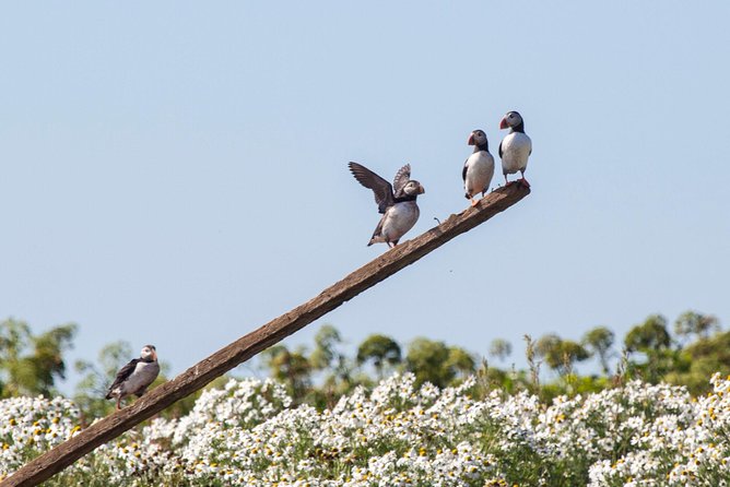 Puffin Cruise with Expert Tour Guide from Reykjavik - What the guide adds beyond puffin spotting