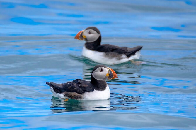 Puffin Watching Speedboat Express - Why this short Reykjavik trip works so well