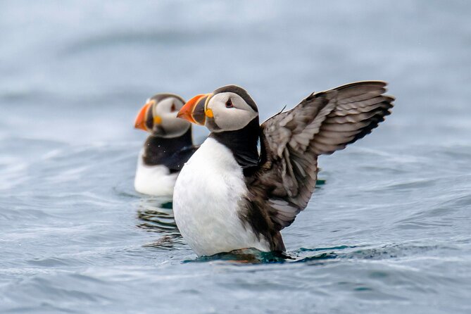 Puffin Watching Speedboat Express - Videy Island and the puffin encounter