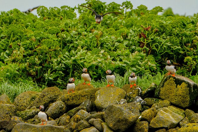 Puffin Watching Speedboat Express - What the small group adds