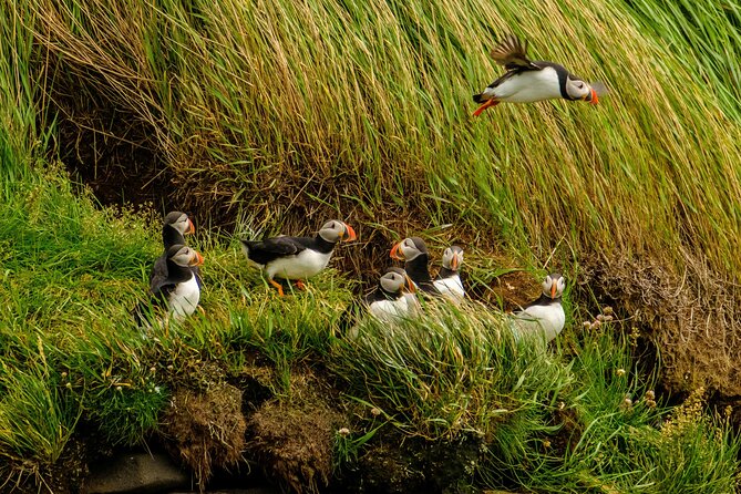 Puffin Watching Speedboat Express - Who should book this RIB tour?