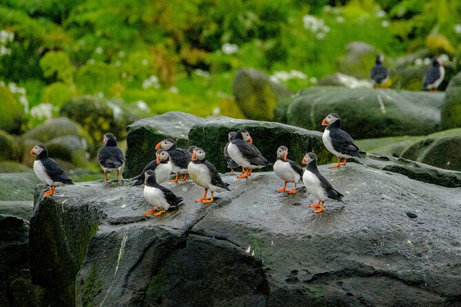 Puffin Watching Speedboat Express - Starting at Ægisgarður in the Old Harbour