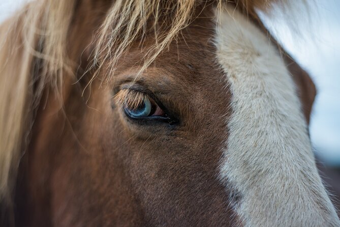 Red Lava Horse Riding Tour From Reykjavik - Why this Reykjavik riding tour is appealing
