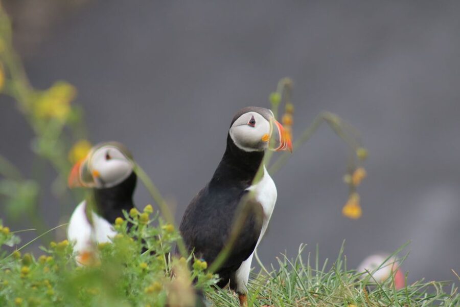 Reykjavik: 1-Hour Puffin Watching Tour - Key things to know before sailing