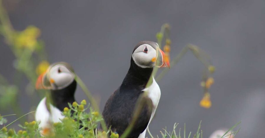 Reykjavik: 1-Hour Puffin Watching Tour - Sailing from Ægisgarður 5
