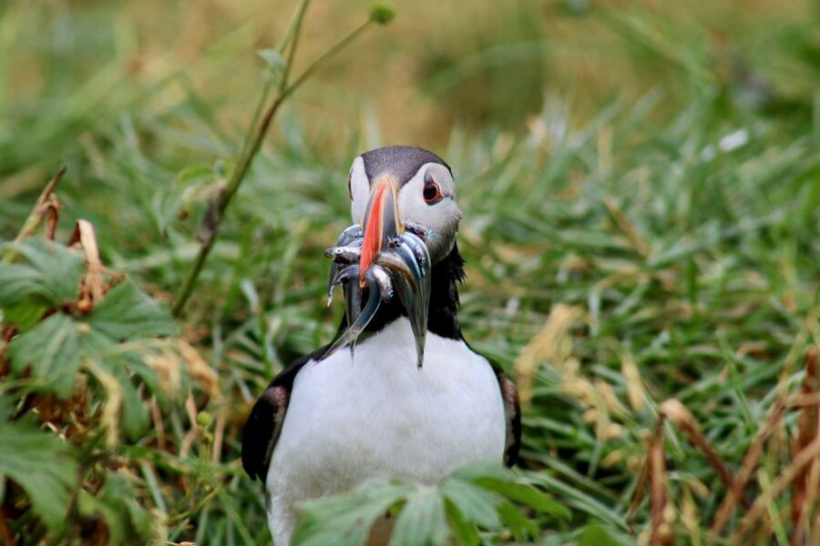 Reykjavik: 1-Hour Puffin Watching Tour - Watching puffins around Lundey and the other islands
