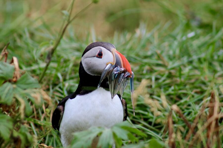 Reykjavik: 1-Hour Puffin Watching Tour - Puffins are only part of the bird count