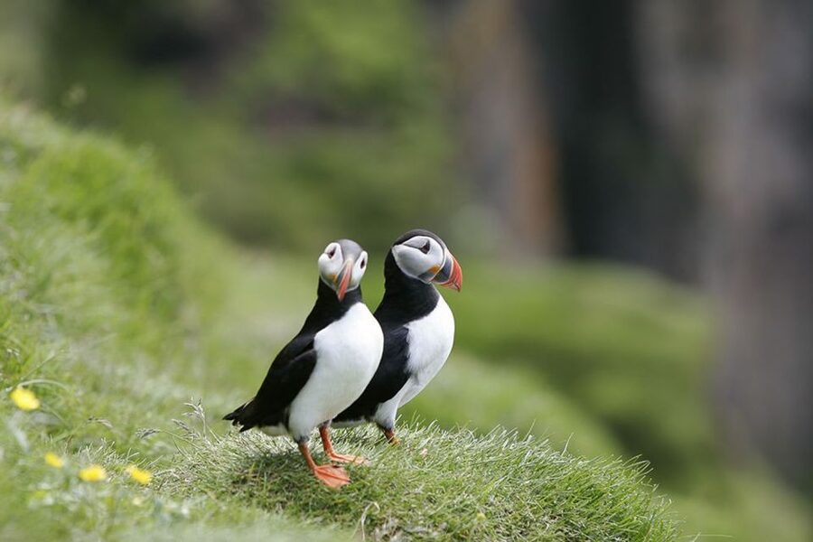 Reykjavik: 1-Hour Puffin Watching Tour - A 15-minute ride into the bay