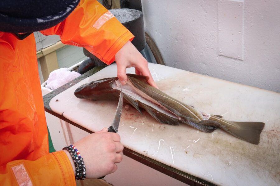 Reykjavik: 3-Hour Sea Angling Gourmet Experience Tour - The catch comes over the rail