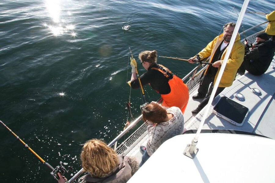 Reykjavik: 3-Hour Sea Angling Gourmet Experience Tour - Wildlife between the fishing spots