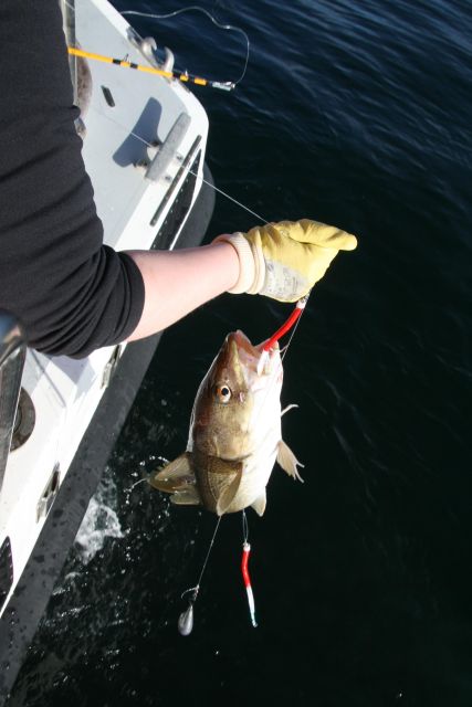 Reykjavik: 3-Hour Sea Angling Gourmet Experience Tour - The BBQ is the payoff