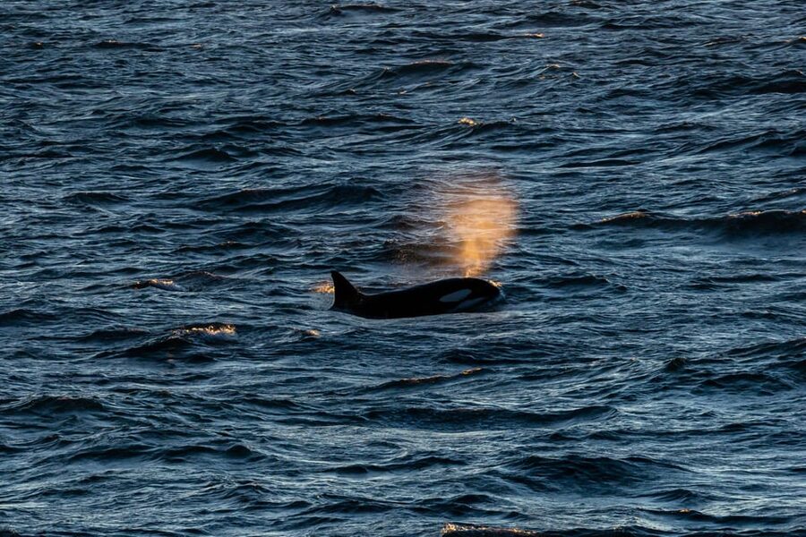Reykjavik: 9pm Whale Watching Cruise in the Arctic Sun - Key points to know before booking