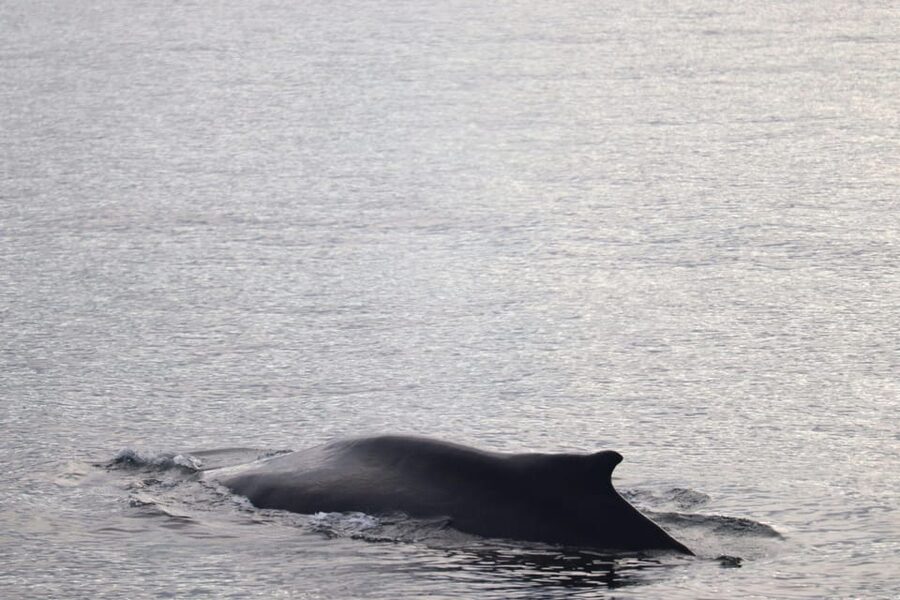 Reykjavik: 9pm Whale Watching Cruise in the Arctic Sun - Meeting the Arctic Sun at Geirsgata 11