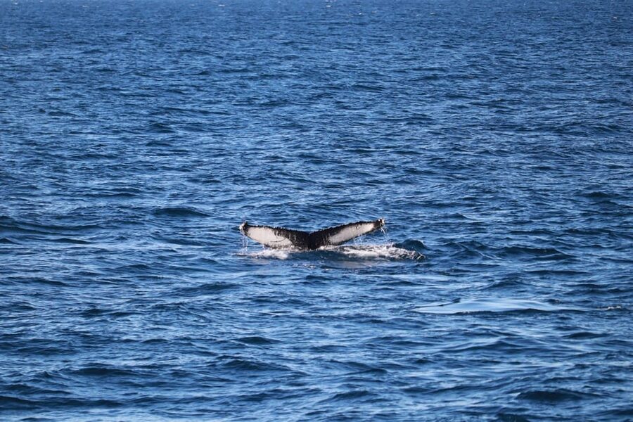 Reykjavik: 9pm Whale Watching Cruise in the Arctic Sun - What the guides add on board