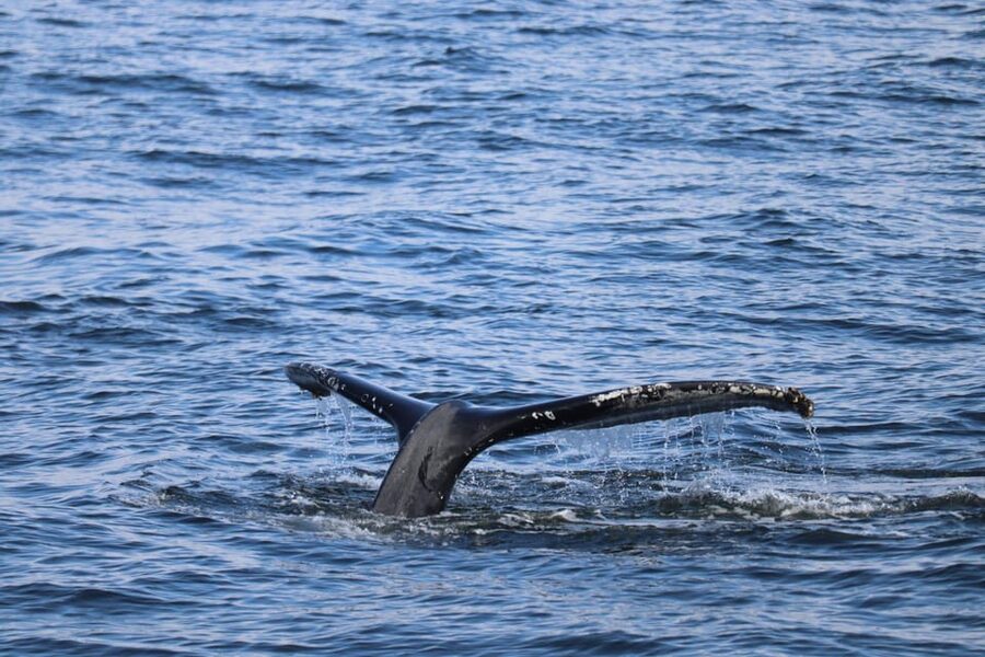 Reykjavik: 9pm Whale Watching Cruise in the Arctic Sun - Sailing into Faxaflói Bay