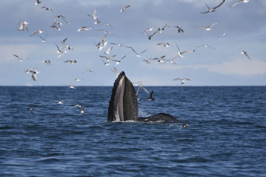 Reykjavik: ATV Ride & Whale Watching Boat Tour - One day, two very different sides of Reykjavik