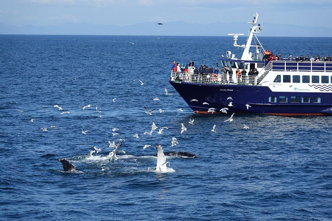 Reykjavík Bay Arctic Rose Whale Watching Excursion - Key points to know before you sail