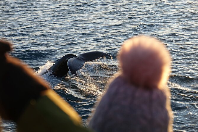 Reykjavík Bay Arctic Rose Whale Watching Excursion - Leaving Old Harbour with Reykjavík behind you