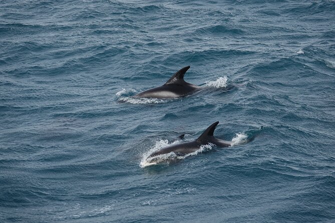 Reykjavík Bay Arctic Rose Whale Watching Excursion - What the guide adds to the experience