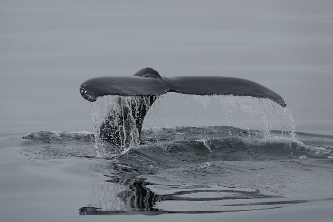 Reykjavík Bay Arctic Rose Whale Watching Excursion - Weather, cancellations, and practical limits