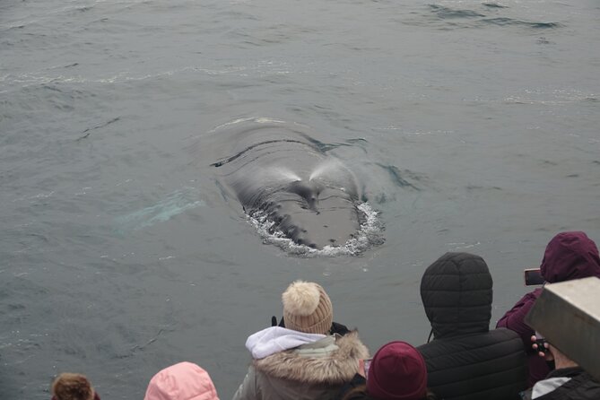 Reykjavík Bay Arctic Rose Whale Watching Excursion - Who will enjoy the Arctic Rose most?