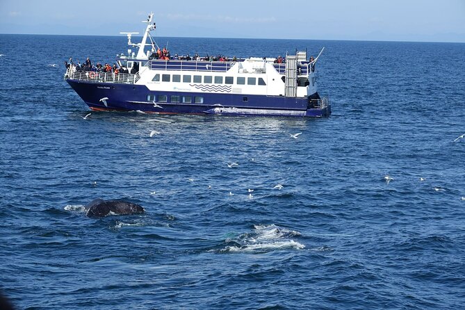Reykjavík Bay Arctic Rose Whale Watching Excursion - Islands that give the route its character