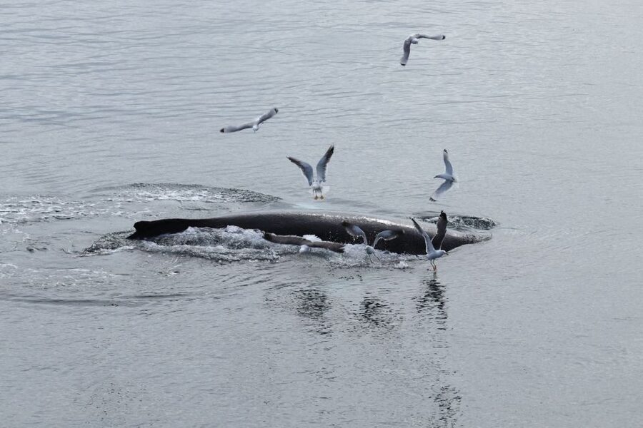 Reykjavik: Best Value Whale Watching Boat Tour - Key points to know before you sail