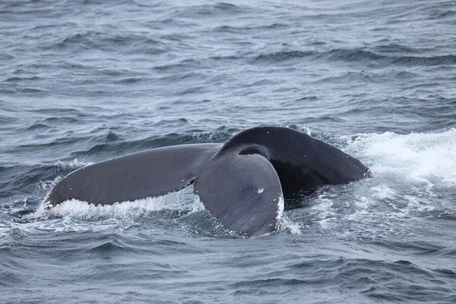 Reykjavik: Best Value Whale Watching Boat Tour - Practical tips for a better outing