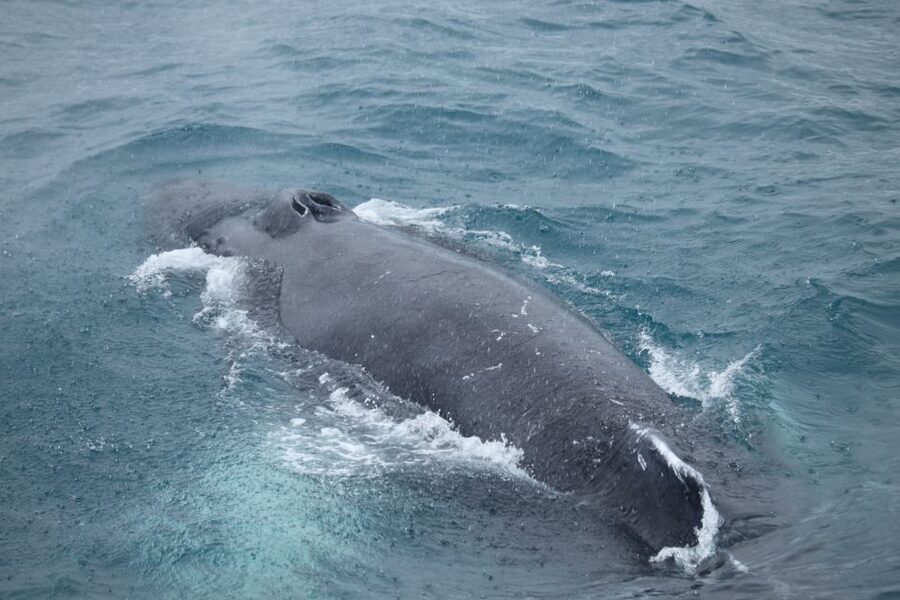 Reykjavik: Best Value Whale Watching Boat Tour - From downtown Reykjavik to Faxaflói Bay