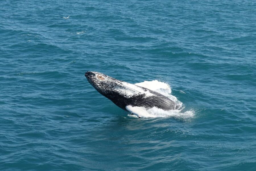 Reykjavik: Best Value Whale Watching Boat Tour - Humpbacks, Minke whales, dolphins, and rare Orcas