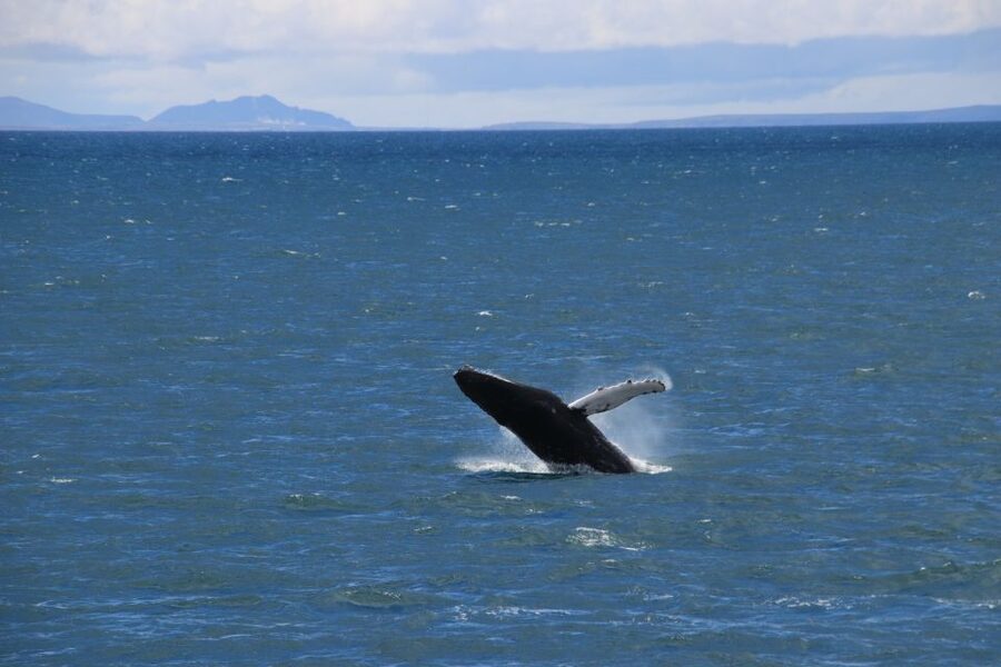 Reykjavik: Best Value Whale Watching Boat Tour - The boat, viewing areas, and cold-weather comfort