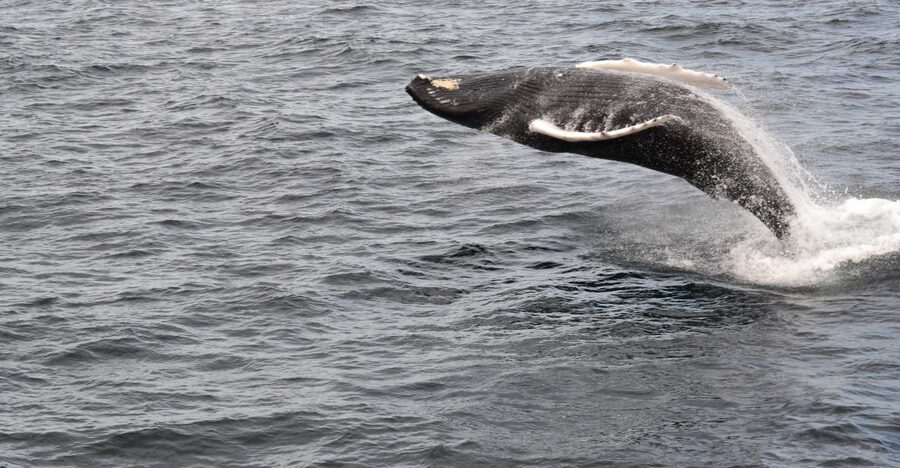 Reykjavik: Best Value Whale Watching Boat Tour - The guide can make or break a quiet day