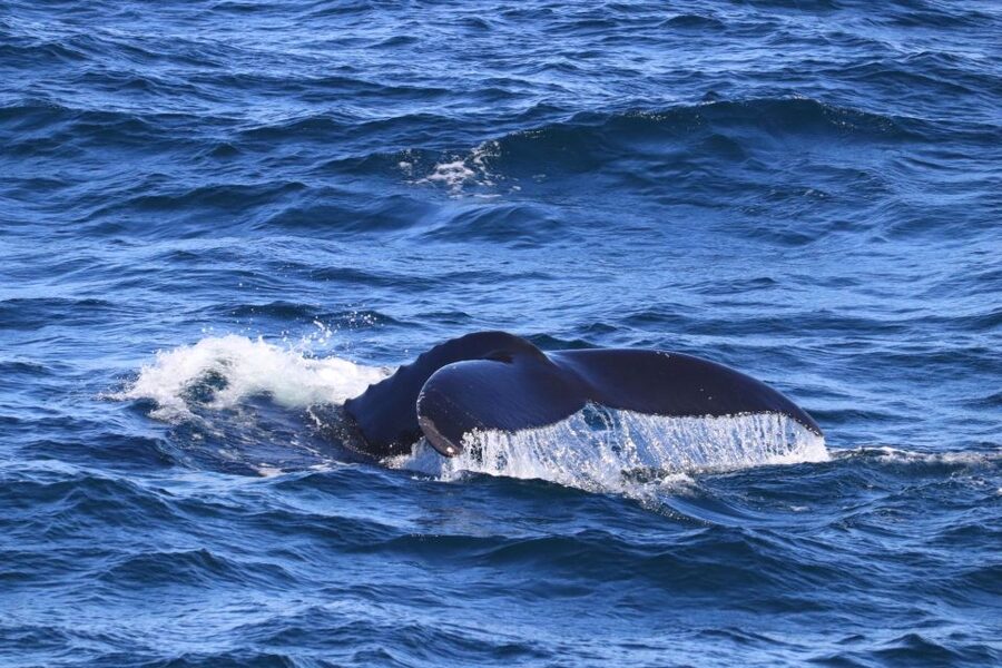 Reykjavik: Best Value Whale Watching Boat Tour - Weather, sea conditions, and the best clothing