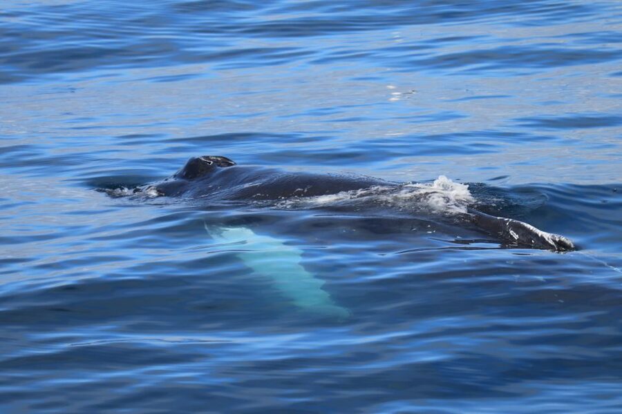 Reykjavik: Best Value Whale Watching Boat Tour - Is $103 a fair price?